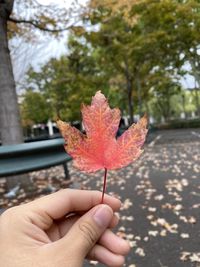 Close-up of hand holding maple leaf during autumn