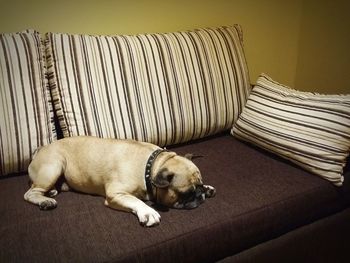 Dog lying on sofa at home