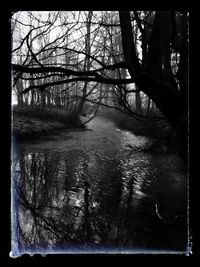 Bare trees in forest during winter