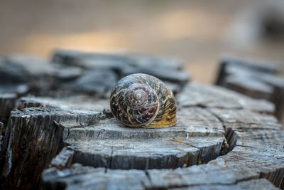 Close-up of snail on wood