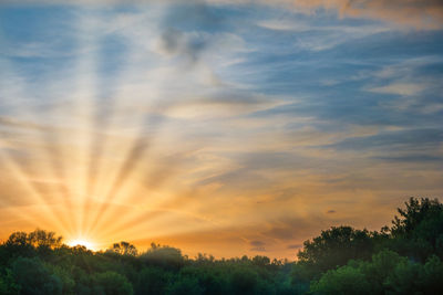 Low angle view of silhouette trees against sky during sunset