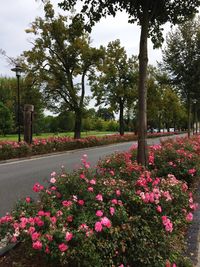 Flowers blooming on tree against sky