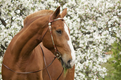 Horse in ranch