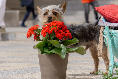 View of a dog on flower