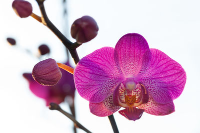 Close-up of fresh pink orchid against white background