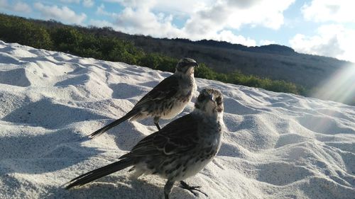 Close-up of bird against sky