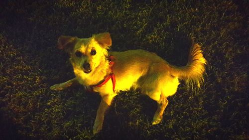 High angle portrait of dog on grass