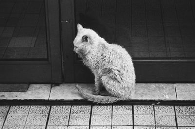 High angle view of a cat