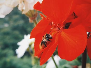 Close-up of bee pollinating on flower