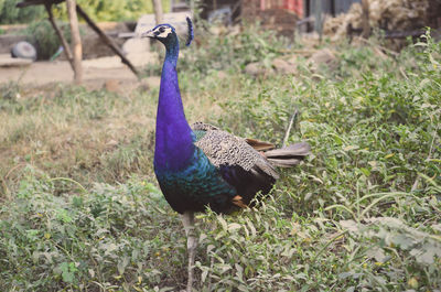 Side view of a peacock on field