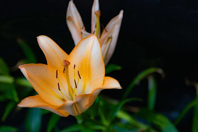 Close-up of yellow lily blooming outdoors