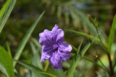 Close-up of purple flower blooming outdoors