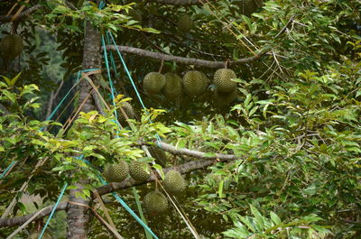 View of a reptile in a tree