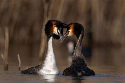 Great crested grebe podiceps cristatus mating ritual in wetland natural habitat