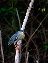 Close-up of bird perching on branch