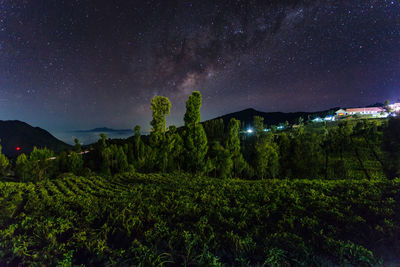 Plants growing on field against sky at night