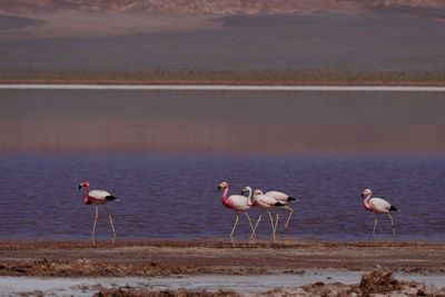 Birds in lake