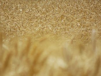 Full frame shot of wheat field