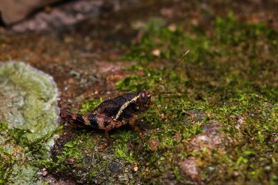 High angle view of lizard on land