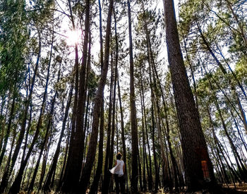 Low angle view of trees in forest