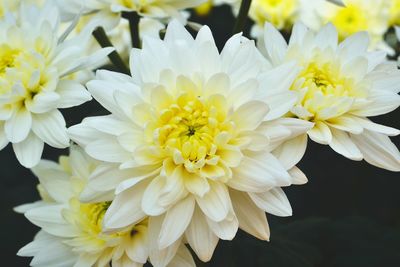 Close-up of white dahlia