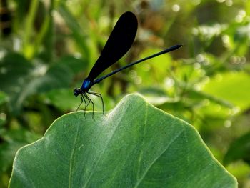 Close-up of butterfly on leaf