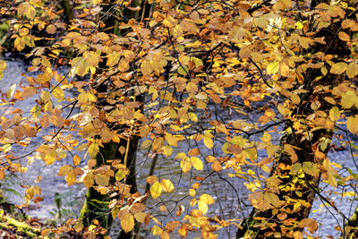 Close-up of maple leaves on tree during autumn