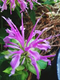 Close-up of flowers blooming outdoors