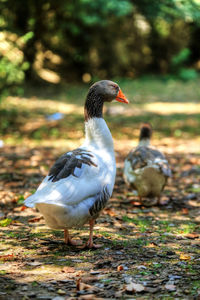 Ducks on a land