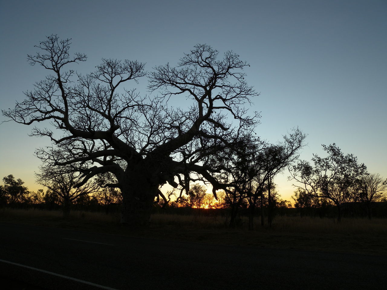 SILHOUETTE BARE TREES ON FIELD AGAINST SKY