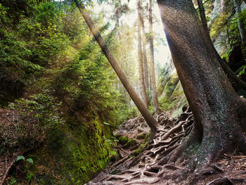 Trees in forest