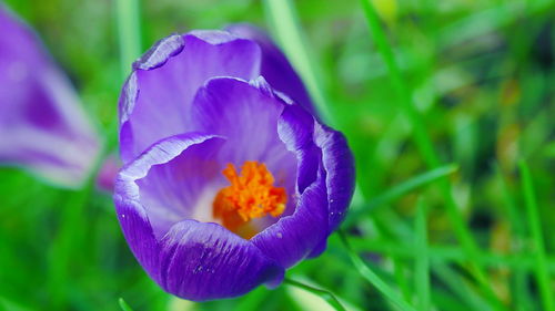 Close-up of purple crocus flower on field