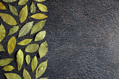 High angle view of yellow leaves on footpath