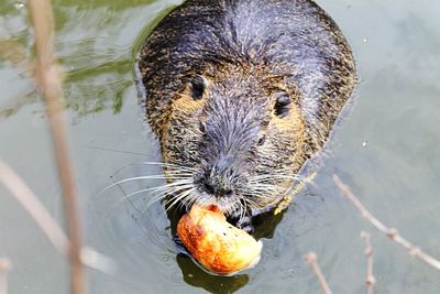 High angle view of mammal in lake