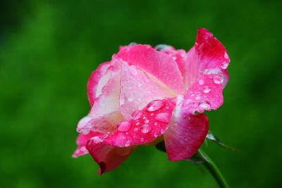 Close-up of wet pink rose flower