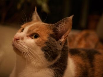 Close-up of a cat looking away