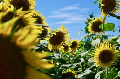 Close-up of yellow flowering plant against sky