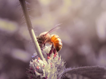 Close-up of bee pollinating on flower