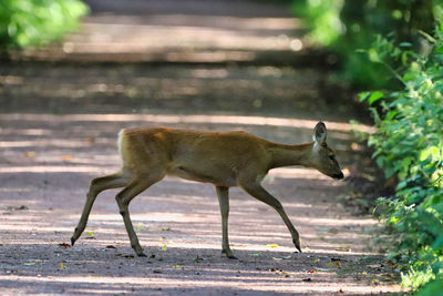 Side view of deer walking on land