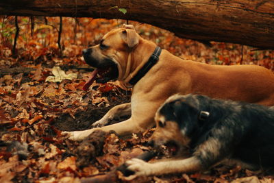 Dog lying on ground