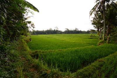 Scenic view of agricultural field against clear sky