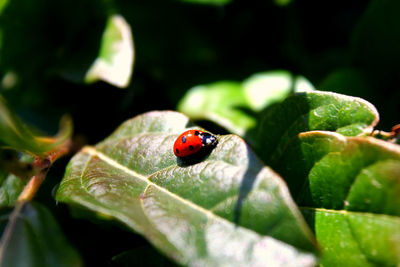 Close-up of ladybug on leaf