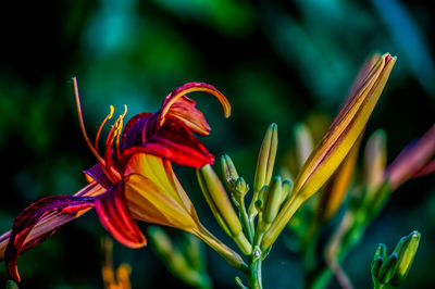 Close-up of lily growing outdoors