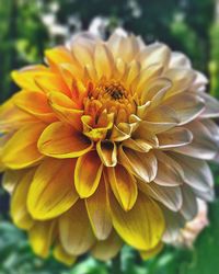 Close-up of yellow dahlia blooming outdoors