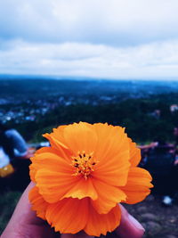 Close-up of orange flower blooming against sky