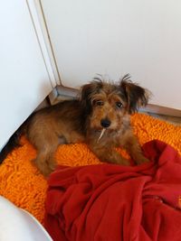 Portrait of dog resting at home