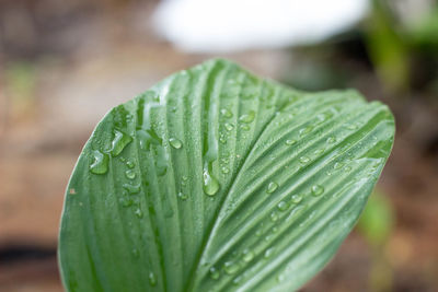 Close-up of wet plant leaves during rainy season