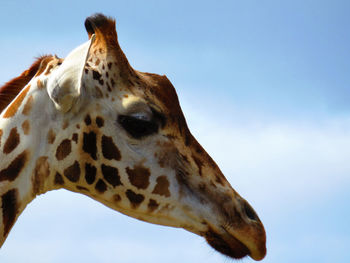 Low angle view of giraffe against sky