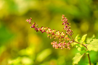 Tulsi plant with flower