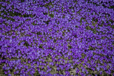 Full frame shot of purple flowering plants on field